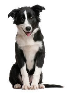 Front view of Border Collie puppy, sitting and panting.
