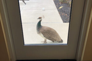 Peacock outside door at Voorhees Center