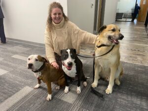 Dogs for pet therapy