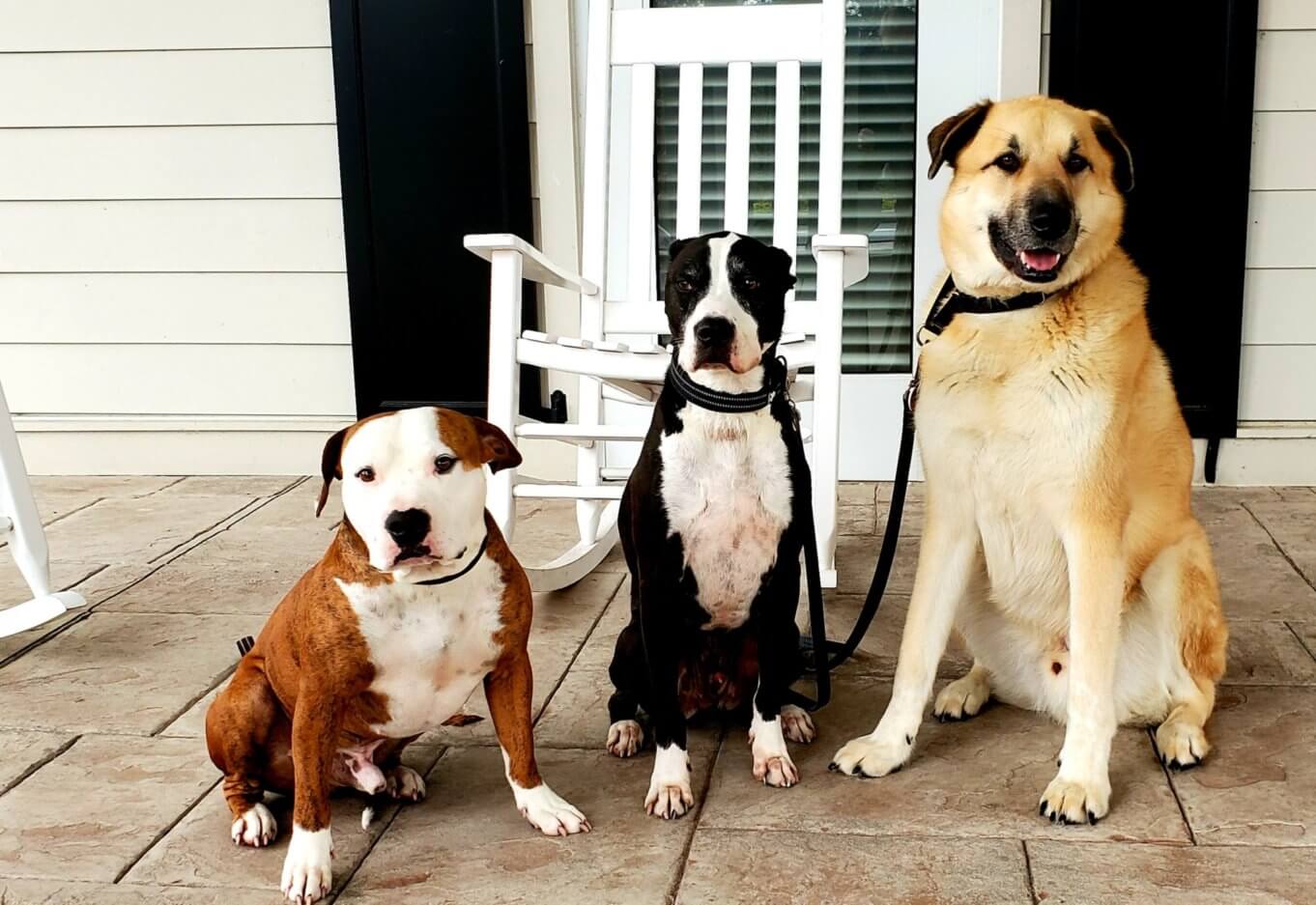 three pet therapy dogs at The Samaritan Center Voorhees