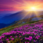Magic pink rhododendron flowers on summer mountain. Carpathian, Ukraine.