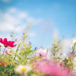 Spring meadow full of colorful flowers.