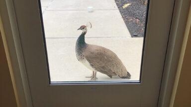 Peacock outside door at Voorhees Center